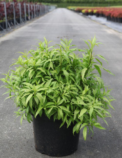 FORSYTHIA intermedia MAREE D'OR En pot de 10-12 litres