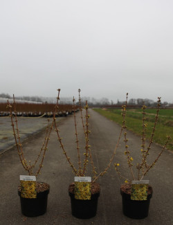 FORSYTHIA intermedia GOLDRAUSCH En pot de 3-4 litres