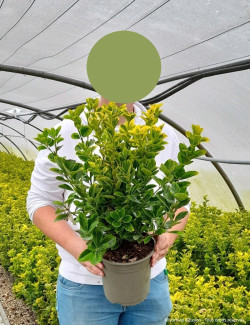 EUONYMUS japonicus AUREOMARGINATUS En pot de 4-5 litres