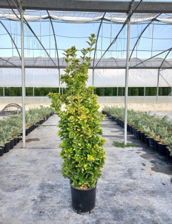 EUONYMUS japonicus AUREOMARGINATUS En pot de 30-35 litres