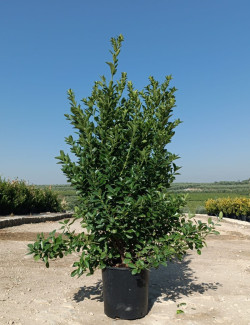 EUONYMUS japonicus En pot de 25-30 litres buisson hauteur 125-150 cm