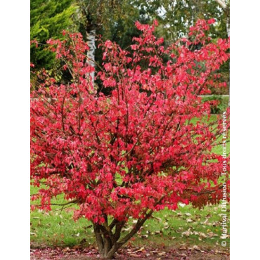 EUONYMUS alatus