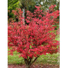 EUONYMUS alatus