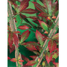EUONYMUS alatus