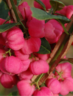 EUONYMUS alatus
