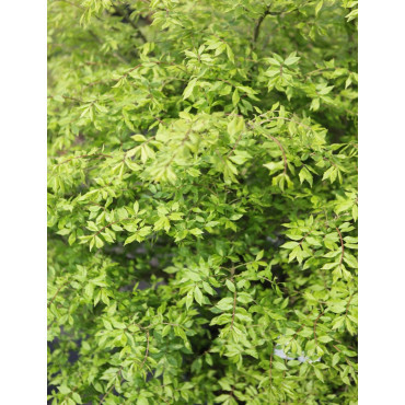 EUONYMUS alatus