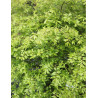 EUONYMUS alatus