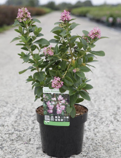 ESCALLONIA laevis PINK ELLE En pot de 3-4 litres buisson hauteur 030-040 cm