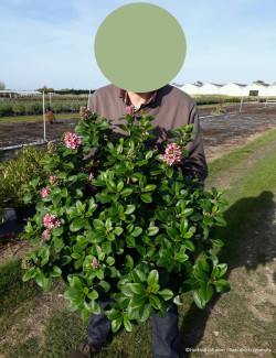 ESCALLONIA laevis PINK ELLE En pot de 10-12 litres buisson hauteur 060-080 cm