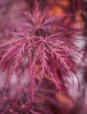 erable-du-japon-a-feuillage-decoupe-pourpre-inaba-shidare-acer-palmatum-dissectum-inaba-shidare-2.jpg