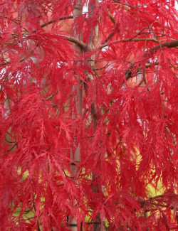 ACER palmatum DISSECTUM INABE SHIDARE