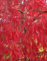 erable-du-japon-a-feuillage-decoupe-pourpre-inaba-shidare-acer-palmatum-dissectum-inaba-shidare-1.jpg