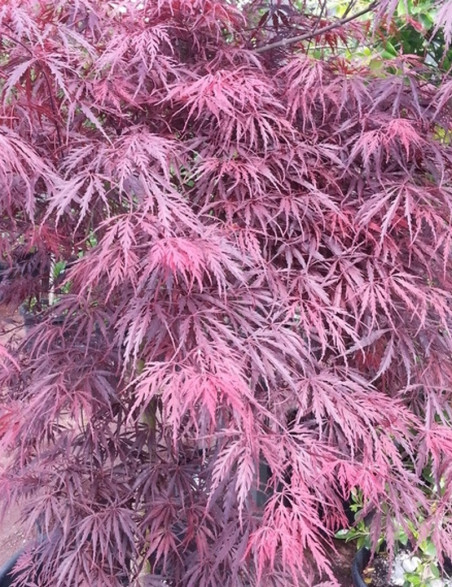 erable-du-japon-a-feuillage-decoupe-pourpre-inaba-shidare-acer-palmatum-dissectum-inaba-shidare.jpg