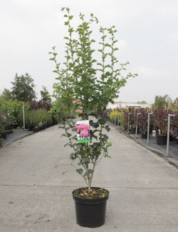 CRATAEGUS laevigata PAUL'S SCARLET En pot de 7-10 litres buisson hauteur 060-080 cm