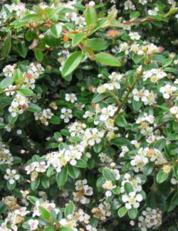 COTONEASTER radicans EICHHOLZ