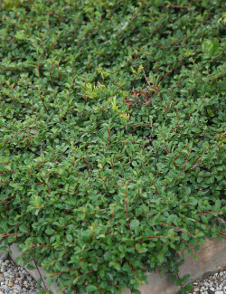 COTONEASTER radicans EICHHOLZ