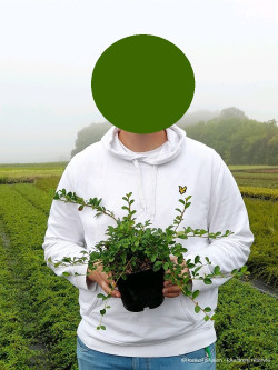 COTONEASTER radicans EICHHOLZ En pot de 2-3 litres diamètre 040-060 cm