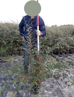 COTONEASTER lacteus En pot de 4-5 litres buisson hauteur 080-100 cm