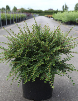 COTONEASTER horizontalis En pot de 10-12 litres buisson largeur 050-060 cm