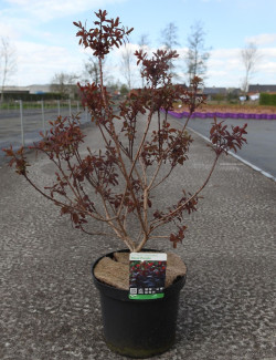COTINUS coggygria ROYAL PURPLE En pot de 10-12 litres buisson hauteur 060-080 cm