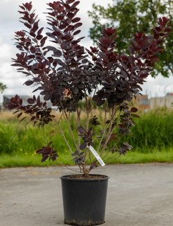 COTINUS coggygria ROYAL PURPLE En pot de 15-20 litres buisson hauteur 080-100 cm