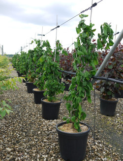 CORYLUS avellana CONTORTA En pot de 15-20 litres