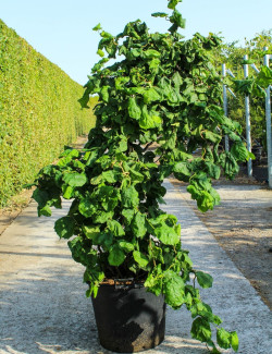 CORYLUS avellana CONTORTA En pot de 70-90 litres buisson hauteur 125-150 cm