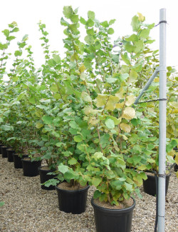 CORYLUS avellana En pot de 35-50 litres