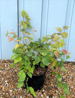 CORYLOPSIS pauciflora En pot de 7-10 litres buisson hauteur 040-050 cm