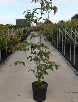 CORNUS VENUS En pot de 25-30 litres buisson hauteur 100-125 cm