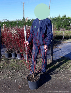 CORNUS alba ELEGANTISSIMA En pot de 10-12 litres buisson hauteur 080-100 cm