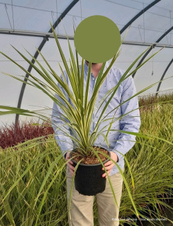 CORDYLINE australis TORBAY DAZZLER En pot de 4-5 litres