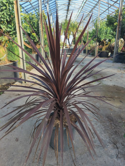 CORDYLINE australis RED STAR En pot de 15-20 litres hauteur 080-100 cm
