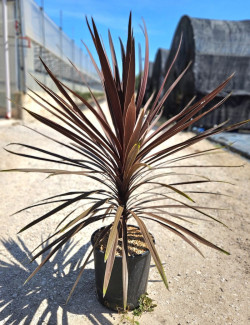 CORDYLINE australis RED STAR En pot de 7-10 litres hauteur 060-080 cm