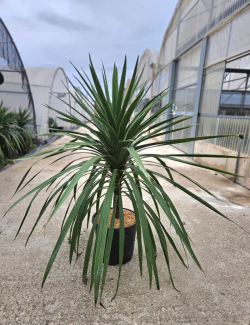 CORDYLINE australis PEKO En pot de 15-20 litres hauteur 080-100 cm