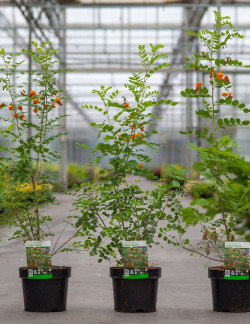 COLUTEA arborescens En pot de 3-4 litres