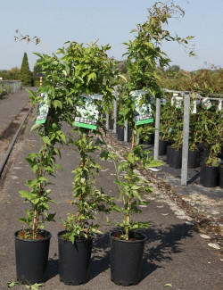 CLEMATIS montana var.grandiflora En pot de 4-5 litres hauteur 080-100 cm