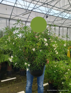 CHOISYA AZTEC PEARL En pot de 15-20 litres buisson hauteur 080-100 cm