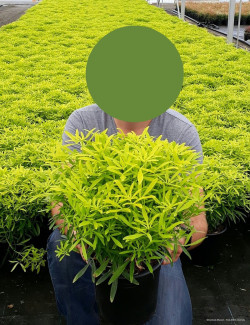 CHOISYA AZTEC GOLD En pot de 5-7 litres buisson hauteur 040-060 cm