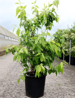 CHIMONANTHUS praecox En pot de 15-20 litres buisson hauteur 100-125 cm