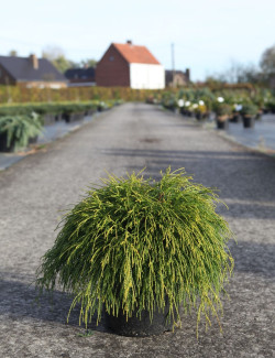 CHAMAECYPARIS pisifera SUNGOLD En pot de 7-10 litres hauteur 030-040 cm