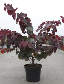 CERCIS canadensis FOREST PANSY En pot de 10-12 litres buisson hauteur 060-080 cm