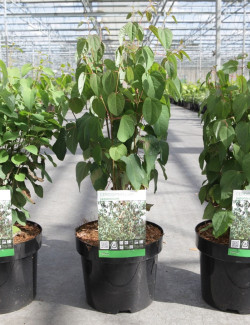 CERCIDIPHYLLUM japonicum En pot de 4-5 litres buisson hauteur 040-060 cm