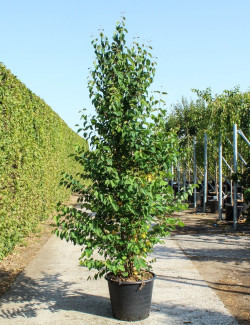 CERCIDIPHYLLUM japonicum En pot de 50-70 litres buisson hauteur 200-250 cm