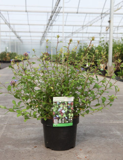 CERATOSTIGMA willmottianum En pot de 3-4 litres buisson hauteur 030-040 cm