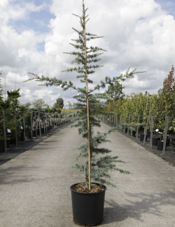 CEDRUS atlantica GLAUCA En pot de 15-20 litres hauteur 125-150 cm