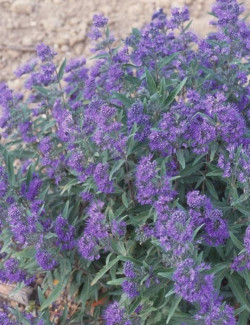 CARYOPTERIS clandonensis HEAVENLY BLUE