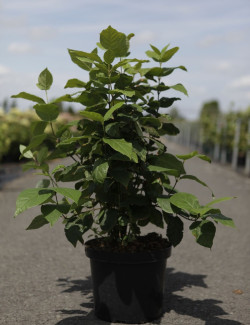 CALYCANTHUS floridus En pot de 10-12 litres buisson hauteur 060-080 cm
