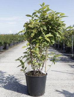 CALYCANTHUS floridus En pot de 15-20 litres buisson hauteur 100-125 cm