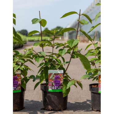 CALLICARPA bodinieri IMPERIAL PEARL En pot de 4-5 litres buisson hauteur 040-060 cm